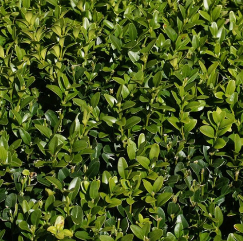 10x buxus sempervirens box - 10x,