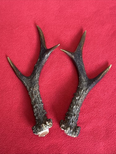 Pair roe deer - roe,