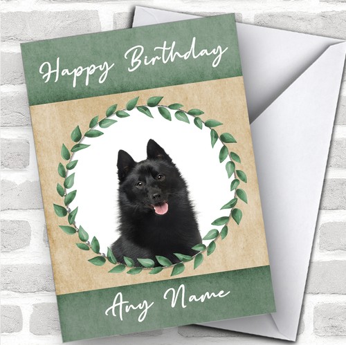 Schipperke dog green animal - dog,