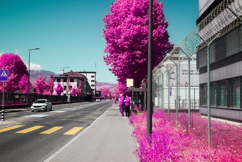 Blue trees pink infrared - pink,