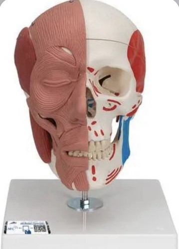 Human skull model - 3b,