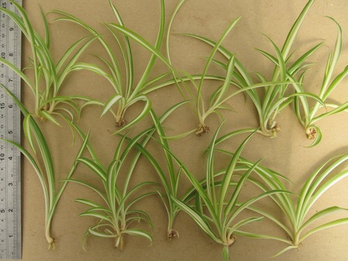 Baby spider plants - 10,