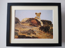 Simon Combes print 'Lioness'   FRAMED