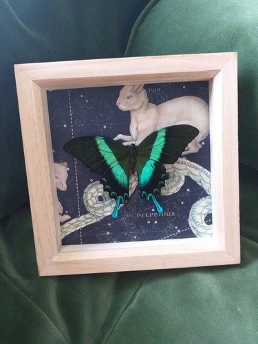 Butterfly frame with real - butterfly,