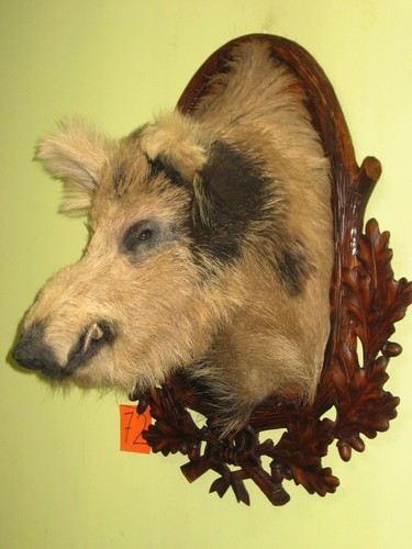 Wild boar head large - wild,