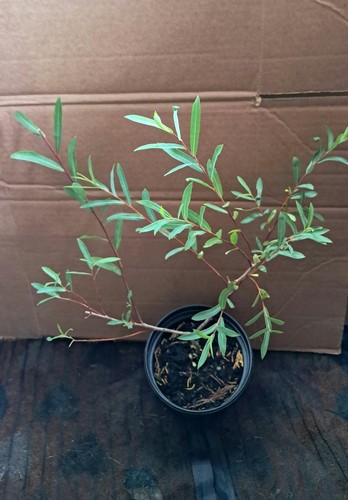 Salix willow tree pupurea - willow,