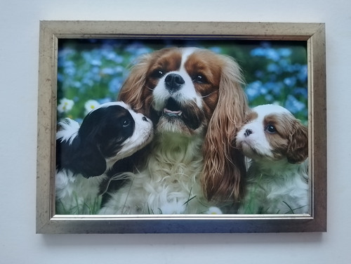 Cavalier king charles spaniel - king,