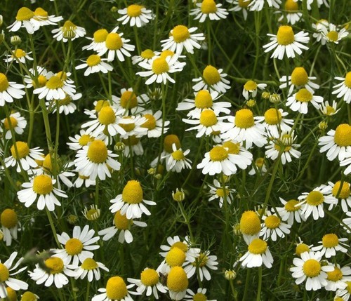 Organic herb german chamomile - organic,