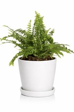Boston Fern Houseplant 12cm