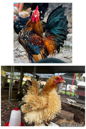 Serama fertile hatching - serama,