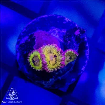 Pink rim hyper beam zoanthid - pink,