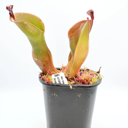 Heliamphora heterodoxa - , x