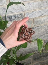 Copper Star Tetrahedron
