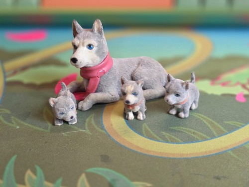 Puppy pocket dog husky - puppy,