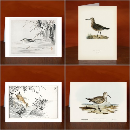 Sandpiper art print greeting - sandpiper,