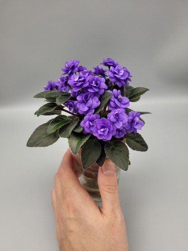 Trailer african violet - trailer,