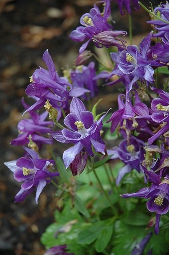 Aquilegia caerulea - aquilegia, (columbine)