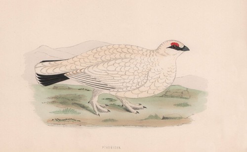 Ptarmigan morris british - ptarmigan.,