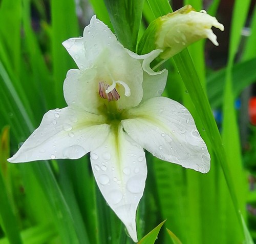 Gladioli nanus white alba - 10,