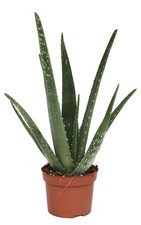 Aloe Vera Barbadensis Medicinal Plant Pup Ready To Be Potted