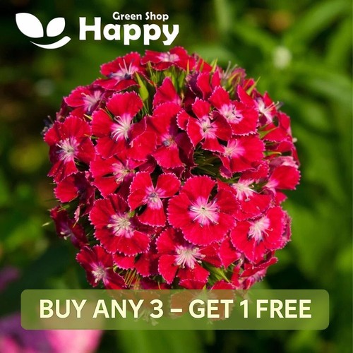 Sweet william flower scarlet - william,