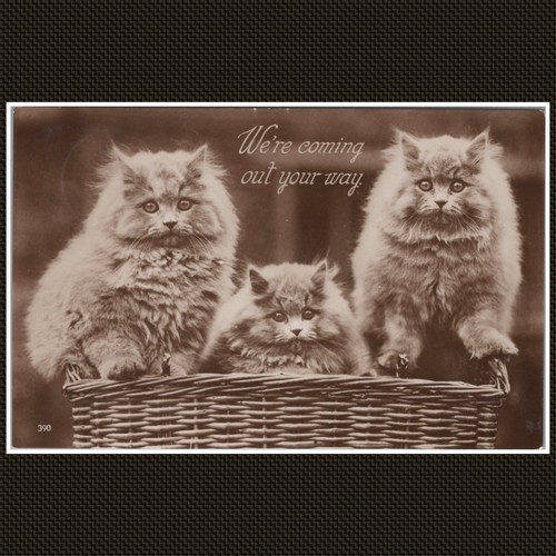 Three persian cats - three, kittens