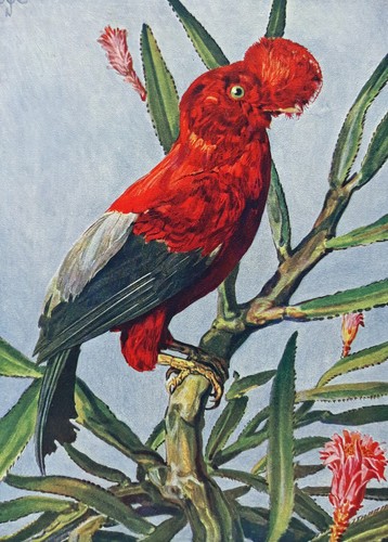Cock the rock umbrella - cock, or