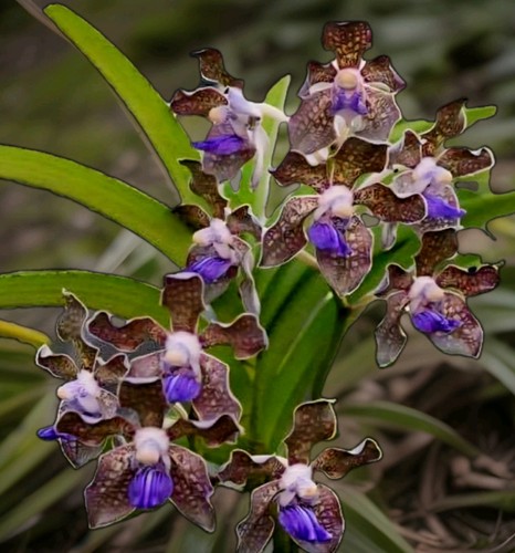 Vanda tessellata fragrant - tessellata.,