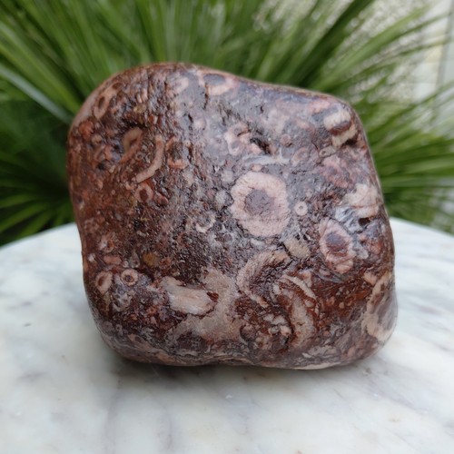 790g red fossil - fossil, rock