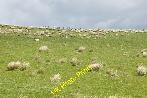 Photo 6x4 rashy pasture - 6x4,