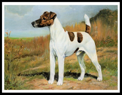Smooth fox terrier lovely - terrier, dog