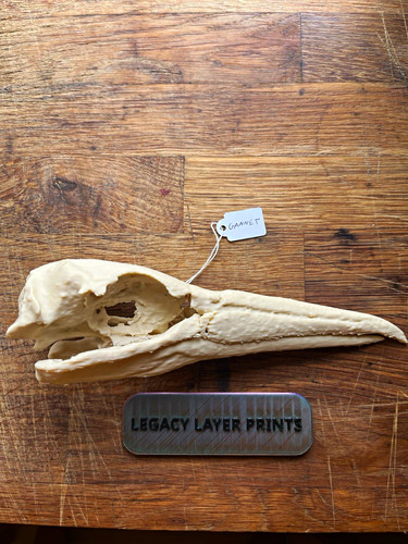 Gannet bird skull replica life - gannet,