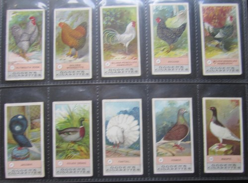 Rare ogdens fowls pigeons - pigeons, &