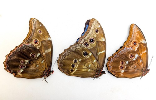 Morpho didius butterfly - , set