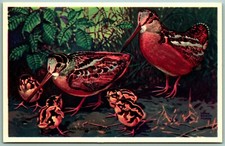 American Woodcock Birds UNP