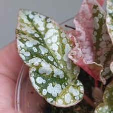 RARE - Begonia Snowcap PINK