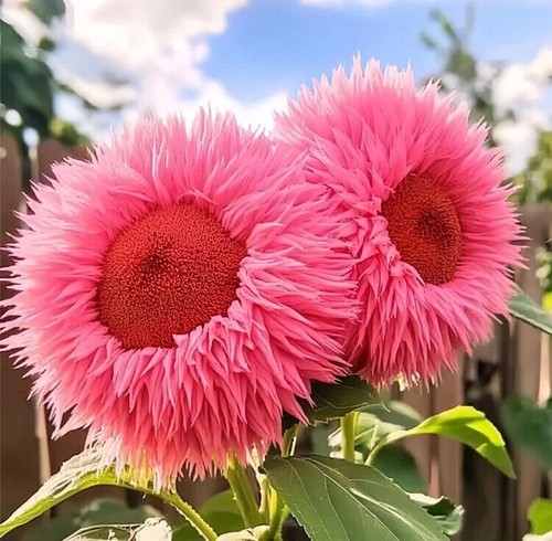 20x bright pink giant - 20x,