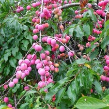 American Plum Tree 2ft Tall