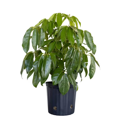 Schefflera amate umbrella - amate,