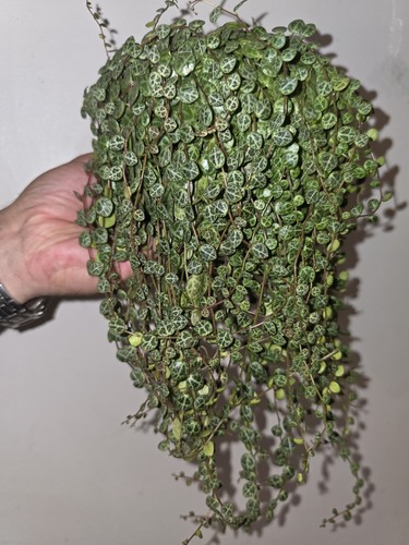 Large peperomia prostrata - large,