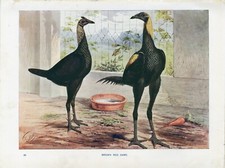 POULTRY HENS BROWN RED GAME