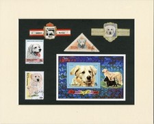 KUVASZ ORIGINAL OLD DOG
