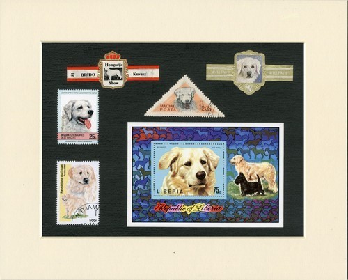 Kuvasz original old dog - original,