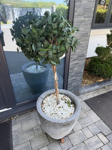 Artificial topiary ball bay - topiary,