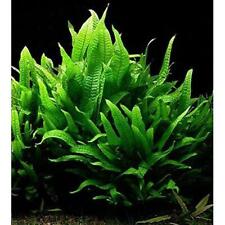 Java Fern - Loose - Tropical Water Live Aquarium Plants