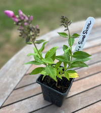 Phlox Sweet Summer Compact