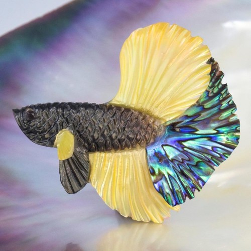 Siamese fighting fish - fighting,