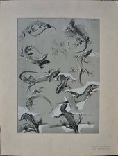 Mathurin Meheut: The Lizard