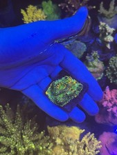 Acan Enchinata LPs Marine