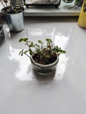 turtle leaf vine callisia